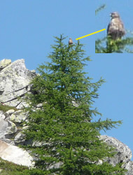 Il CAI Verbano in alta Val Bognanco: osservati dal rapace logo-mascotte dell'ascensione 