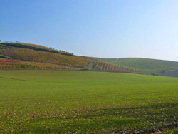 Il CAI Verbano nelle colline del Monferrato con il CAI di Casale Monferrato: campo di grano e vigna