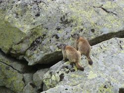Alpinismo Giovanile CAI Verbano: gita al Lago di Agaro, incontriamo due belle marmotte