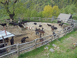 CAI Verbano sul Monte Giove in Valle Cannobina: le capre nere di razza verzaschese (Canton Ticino CH) dell'Azienda Agricola di Montagna di Matteo Chindemi all'Alpe in l’Agher