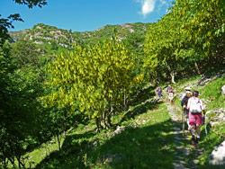 Monte Capezzone: gemellaggio tra il CAI Verbano-Intra e il CAI Gozzano - maggiociondoli in fiore
