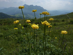CAI Verbano – Due giorni sulle Prealpi Orobie: fioritura con il Monte Alben sullo sfondo