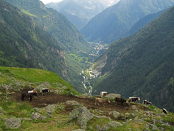 CAI Verbano - Macugnaga-Passo del Turlo-Alagna: mandria al pascolo all'Alpe Faller, sullo sfondo Alagna