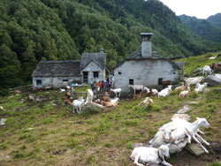 CAI Verbano - Pizzo Ragno in Val Vigezzo con il CAS Ticinese, Locarno e Bellinzona: dal pastore all'Alpe Geccio
