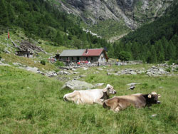 CAI Verbano - Capanna Osola in Val d'Osura CH: il paesaggio bucolico in cui è immersa la Capanna 