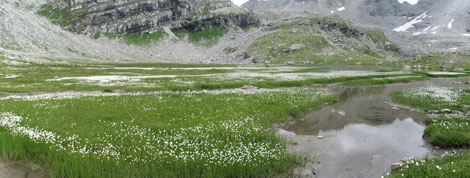 CAI Verbano - Le Caldaie e il Lago del Bianco in Alta Alpe Veglia: fioritura di eriofori alle Caldaie
