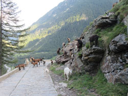 CAI Verbano - Le Caldaie e il Lago del Bianco in Alta Alpe Veglia: gregge di capre 