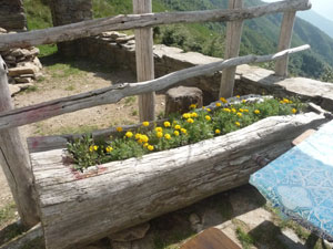Rifugio CAI Verbano al Pian Cavallone: il tronco scavato con tanti fiori gialli