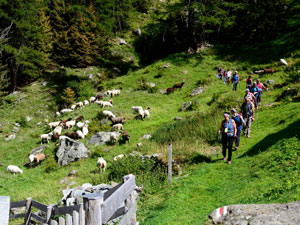 CAI Verbano: Escursione a Gabi - Furggu - Laggintal - Gabi (Sempione – Svizzera): gregge lungo il percorso