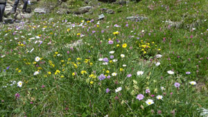 CAI Verbano - Monte Roisetta Punta Sud (m 3324) da Cheneil in Valtournenche: grande varietà di fiori